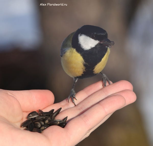 Parus major
Ключевые слова: Parus major