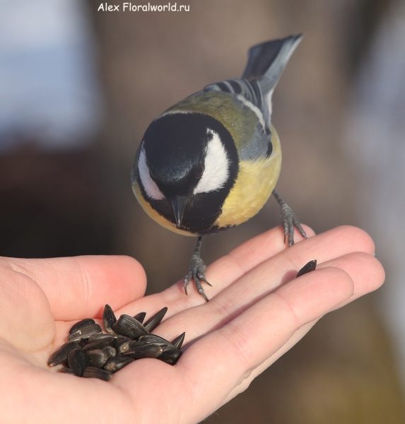 Parus major
Ключевые слова: Parus major