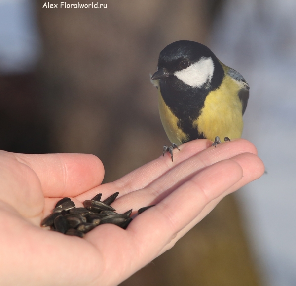 Parus major
Ключевые слова: Parus major