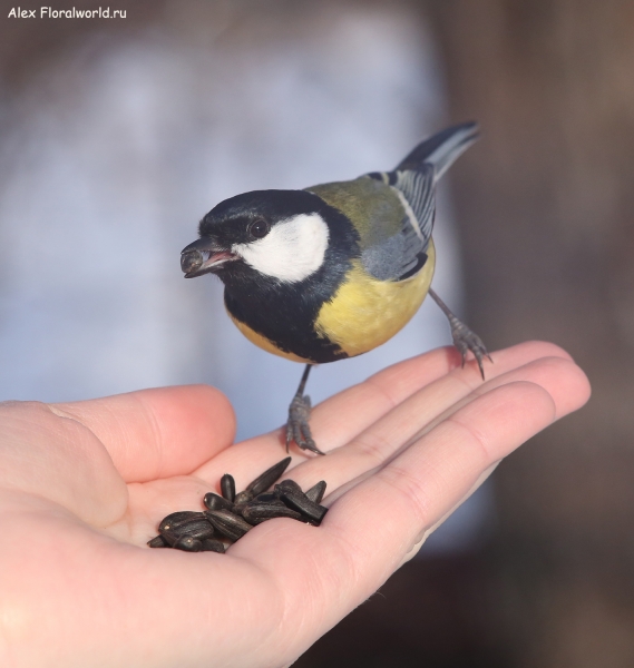 Parus major
Ключевые слова: Parus major