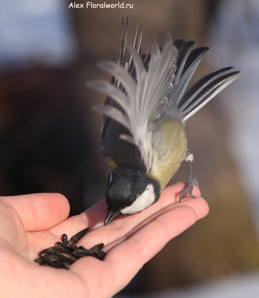 Parus major
Ключевые слова: Parus major