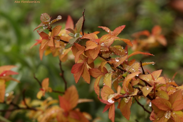 Spiraea japonica 'Goldflame'
Ключевые слова: Spiraea japonica Goldflame