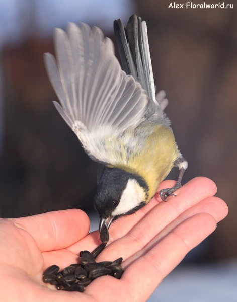 Parus major
Ключевые слова: Parus major