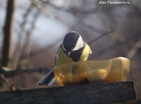 Parus major
Ключевые слова: Parus major