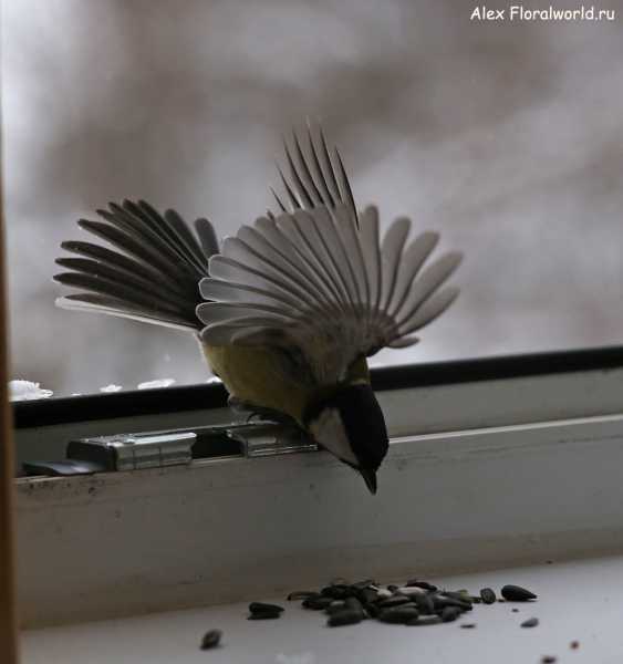 Parus major
Ключевые слова: Parus major
