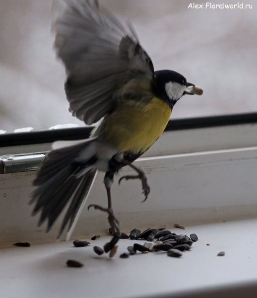 Parus major
Ключевые слова: Parus major