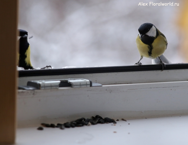 Parus major
Ключевые слова: Parus major