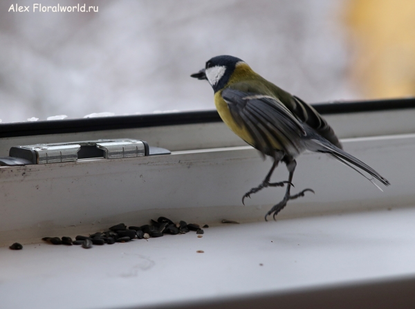 Parus major
Ключевые слова: Parus major