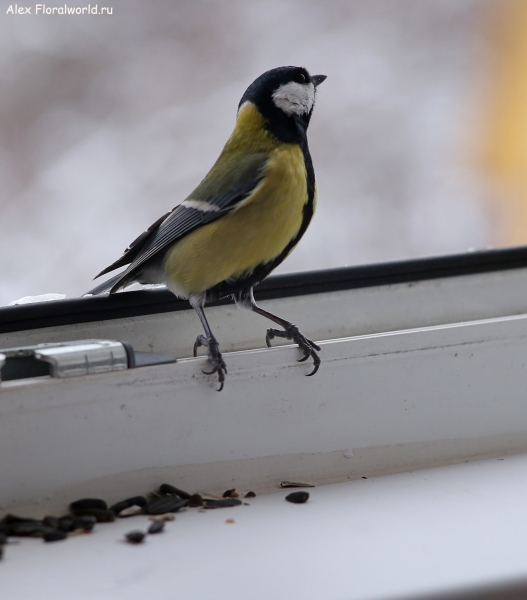 Parus major
Ключевые слова: Parus major