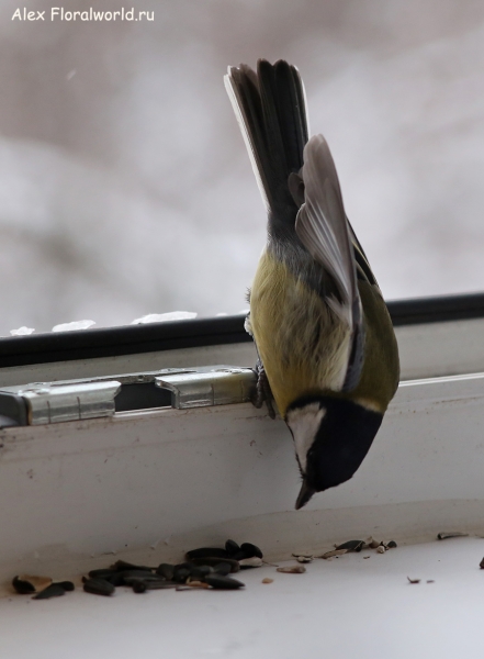 Parus major
Ключевые слова: Parus major