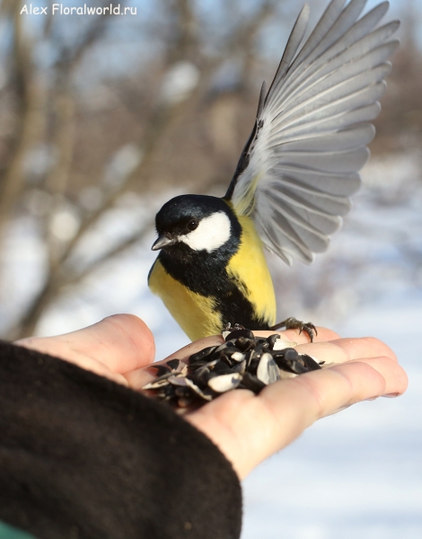 Parus major
Ключевые слова: Parus major