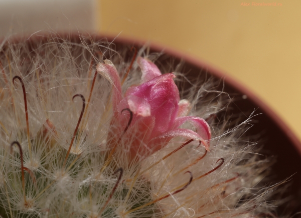 Mammillaria bocasana
Ключевые слова: Mammillaria bocasana