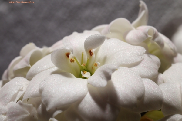 Kalanchoe blossfeldiana
Ключевые слова: Kalanchoe blossfeldiana