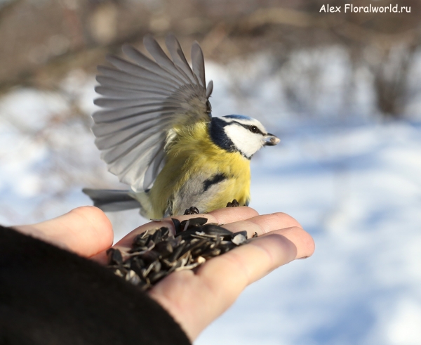 Parus caeruleus
Ключевые слова: Parus caeruleus