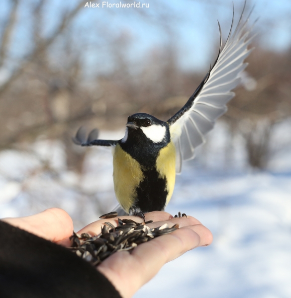 Parus major
Ключевые слова: Parus major