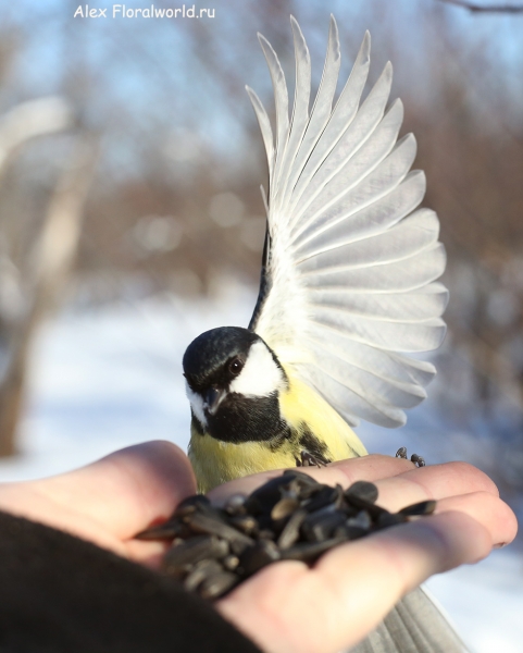 Parus major
Ключевые слова: Parus major