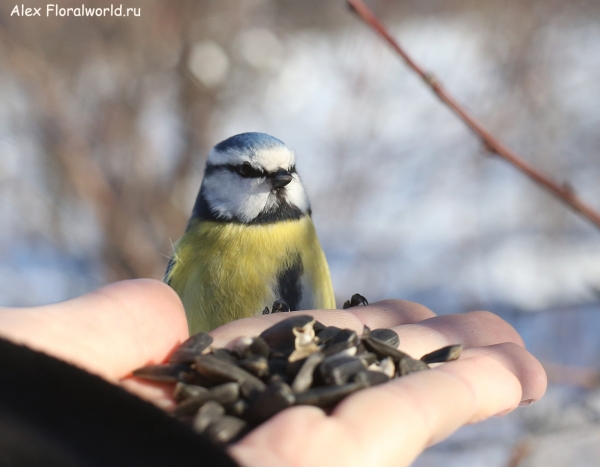 Parus caeruleus
Ключевые слова: Parus caeruleus