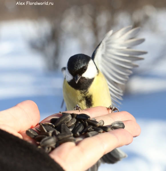 Parus major
Ключевые слова: Parus major