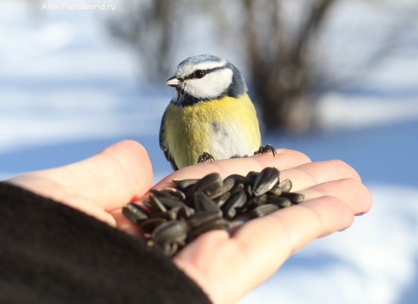 Parus caeruleus
Ключевые слова: Parus caeruleus