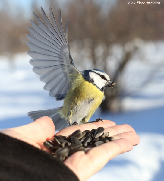 Parus caeruleus
Ключевые слова: Parus caeruleus