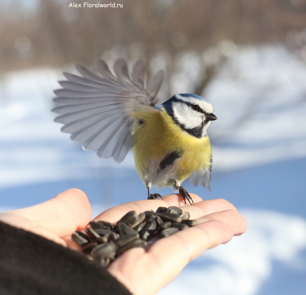 Parus caeruleus
Ключевые слова: Parus caeruleus