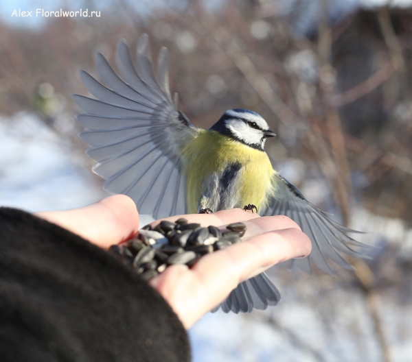 Parus caeruleus
Ключевые слова: Parus caeruleus