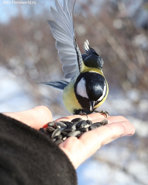 Parus major
Ключевые слова: Parus major