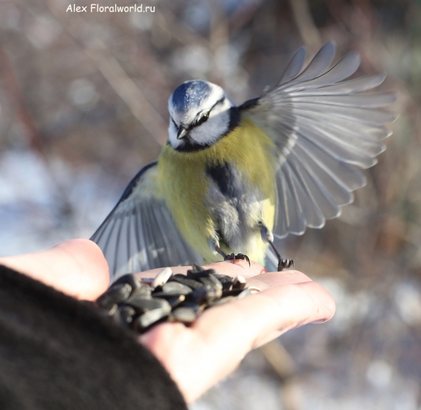 Parus caeruleus
Ключевые слова: Parus caeruleus