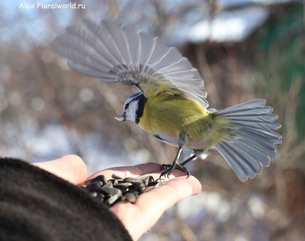 Parus caeruleus
Ключевые слова: Parus caeruleus