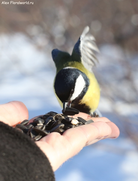 Parus major
Ключевые слова: Parus major