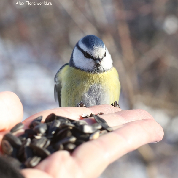 Parus caeruleus
Ключевые слова: Parus caeruleus