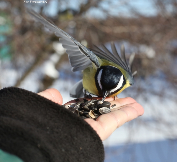 Parus major
Ключевые слова: Parus major