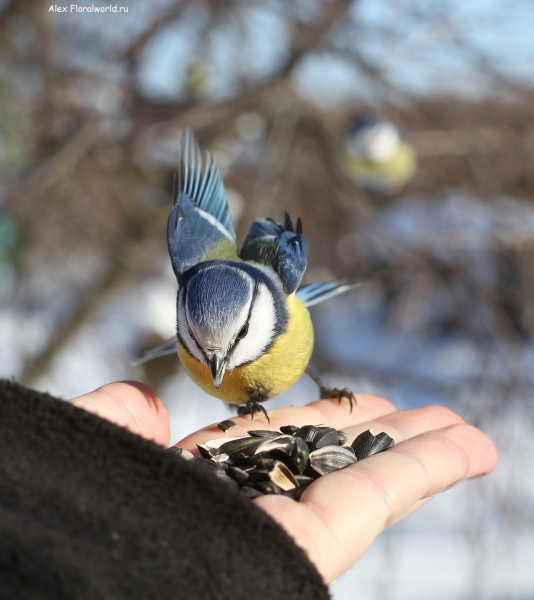 Parus caeruleus
Ключевые слова: Parus caeruleus