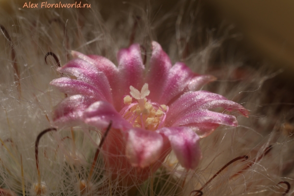 Mammillaria bocasana
Ключевые слова: Mammillaria bocasana