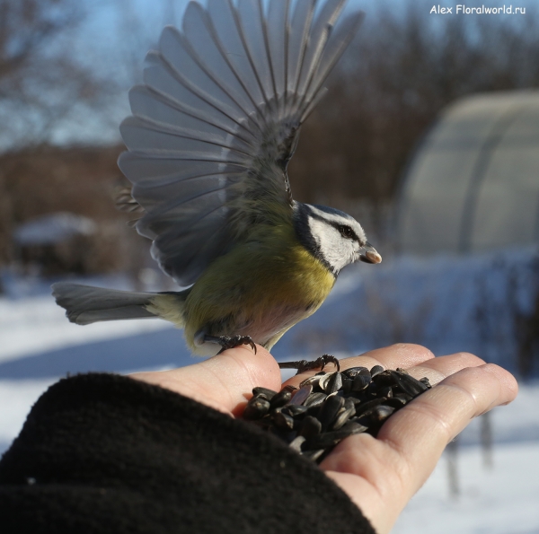 Parus caeruleus
Ключевые слова: Parus caeruleus