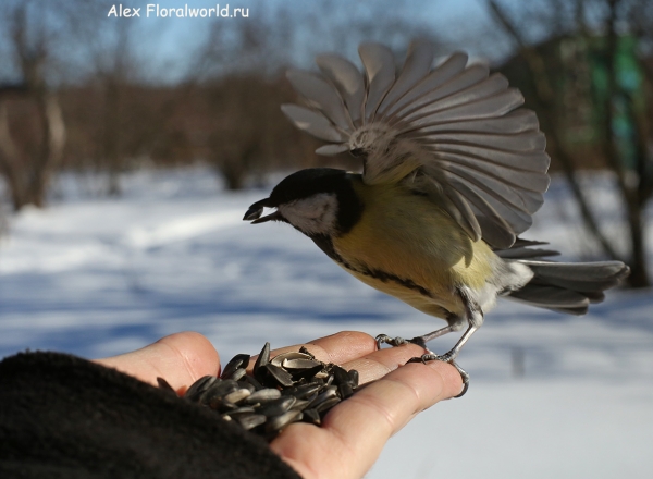 Parus major
Ключевые слова: Parus major