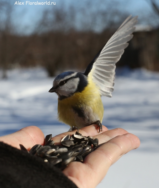 Parus caeruleus
Ключевые слова: Parus caeruleus