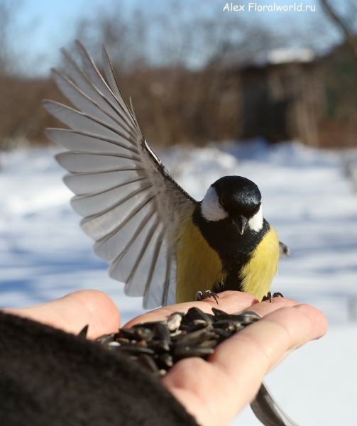 Parus major
Ключевые слова: Parus major