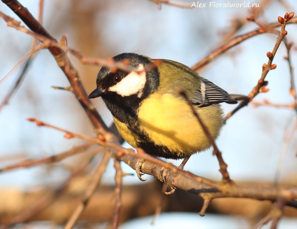 Parus major
Ключевые слова: Parus major