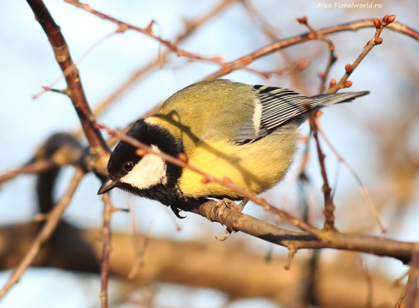 Parus major
Ключевые слова: Parus major