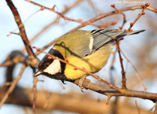 Parus major
Ключевые слова: Parus major