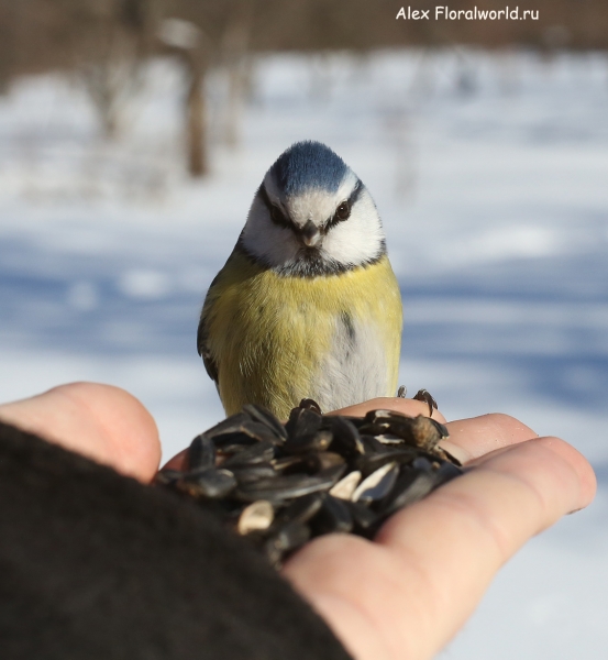 Parus caeruleus
Ключевые слова: Parus caeruleus