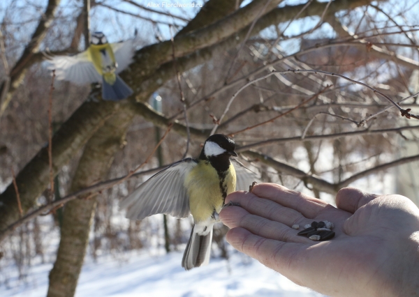 Parus major
Ключевые слова: Parus major