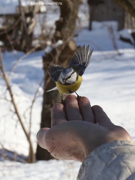 Parus caeruleus
Ключевые слова: Parus caeruleus