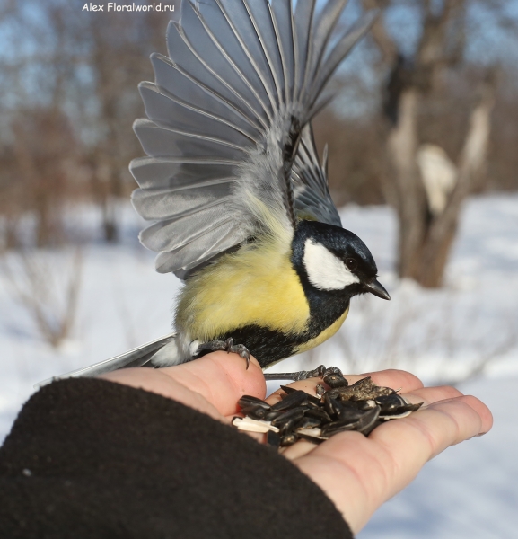 Parus major
Ключевые слова: Parus major