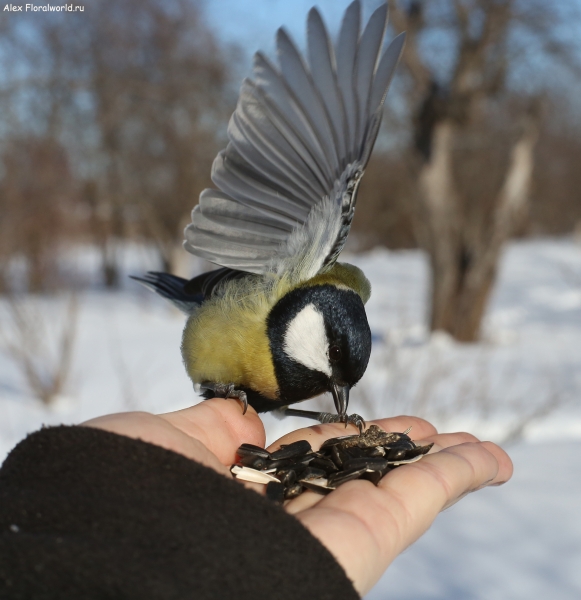 Parus major
Ключевые слова: Parus major