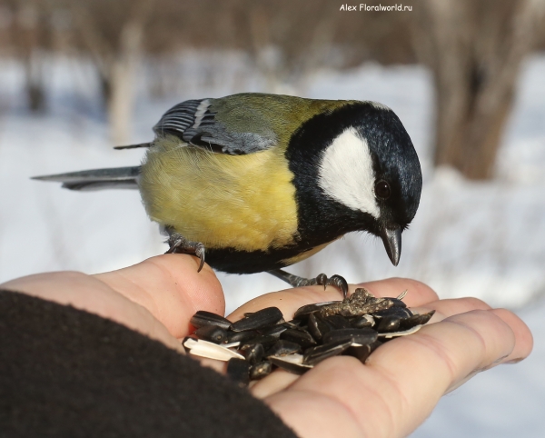 Parus major
Ключевые слова: Parus major