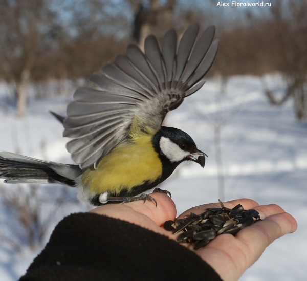 Parus major
Ключевые слова: Parus major