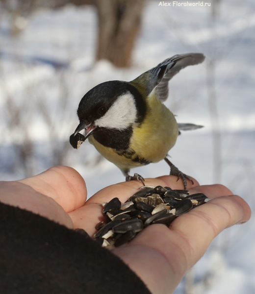 Parus major
Ключевые слова: Parus major