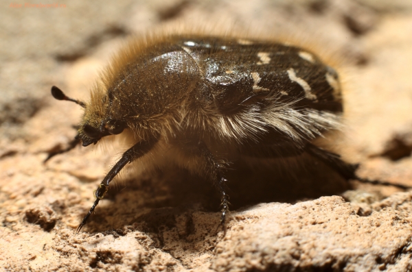 Tropinota hirta
Ключевые слова: Tropinota hirta